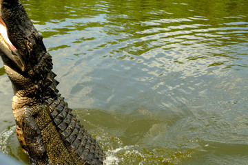 Alligatori del Mississippi