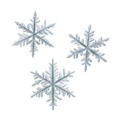 Three snowflakes isolated on white background. Macro photo of real snow crystals: ornate stellar dendrites with complex structure, hexagonal symmetry, flat, thin arms and elegant inner details.