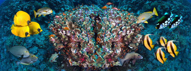 Fototapeta premium Underwater coral reef landscape in the deep blue ocean with colorful fish and marine life wide format panorama.