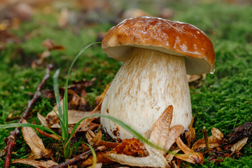 Mushroom in forest Porcino, bolete, boletus.White mushroom on green background.Natural white mushroom growing in a forest.