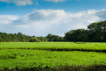 Fototapeta na wymiar Open grass field on a sunny day
