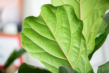 Fiddle Fig Leaf
