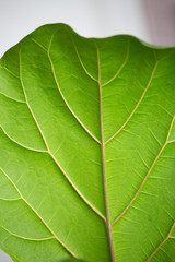 Fototapeta na wymiar Fiddle Fig Leaf