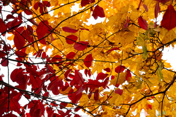 red and yellow autumn leaves background soft focus