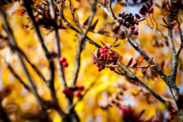 rowan berries and branches