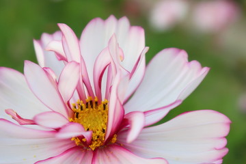 White flower closeup. Selective focus.