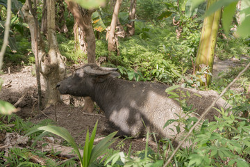 Carabao relaxing in forest swamp