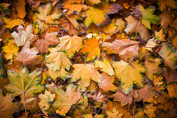 Red, orange and yellow autumn leaves background. Colorful leaves lie on the ground.    