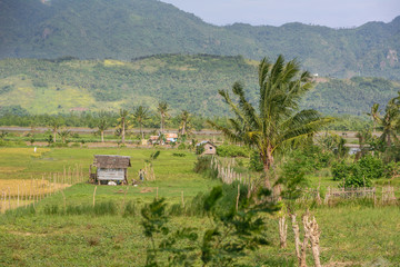 Naklejka premium rice plantation and life in Philippines 