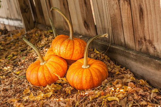 four pumpkins on dried leaves