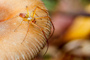 Fototapeta na wymiar Spider on Toadstool