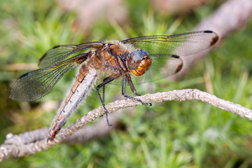 Dragonfly on twig