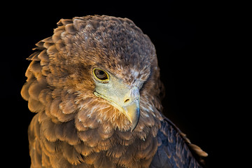 portrait of an eagle