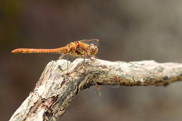 Common Darter