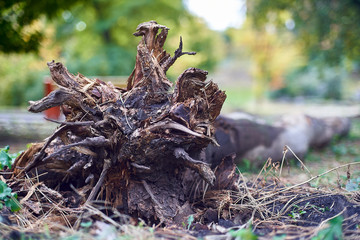 Fallen tree in the park. Tree root - Image