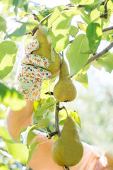  large yellow pear is torn from a tree with a gloved hand. Pear Harvesting