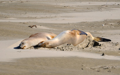 New Zealand female sea lions sleeping, Surat Bay, Catlins, New Zealand
