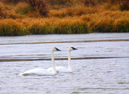 PAIR OF TRUMPETERS