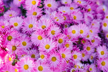 Bouquet of pink chrysanthemums. Annual chrysanthemum background, autumn postcard