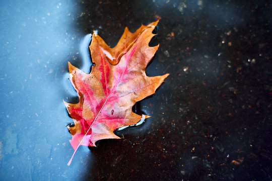 Red-orange leaf in a puddle. The concept of autumn. Autumn red-orange leaf in the water after rain © Yazovskykh