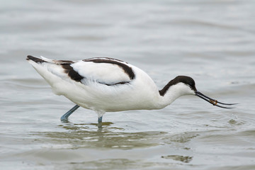 Avocet