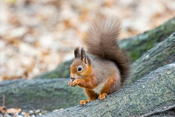 Naklejka na ściany i meble Red Squirrel eating nuts