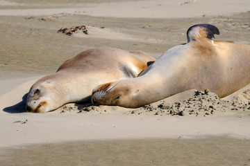 Fototapeta premium New Zealand female sea lions sleeping, Surat Bay, Catlins, New Zealand