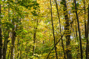 Golden colors in a forest by fall season