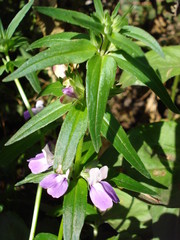 Collinsia bicolor, also called Chinese Houses, Blue-eyed Mary.