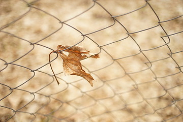 Old dry maple leaf in mesh fence in autumn garden. Copy space.