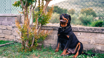 Amazing portrait of young black rottweiler dog sitting in the garden on the grass. Faithful pet...