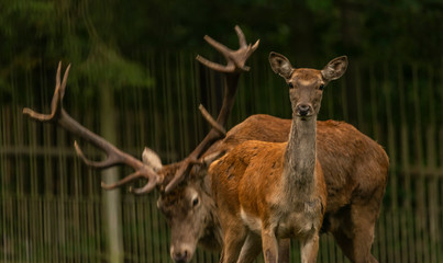Naklejka na ściany i meble Deer and doe on green meadow in wet autumn day