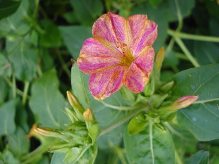 Flower Marvel of Peru, False Jalap, Mirabilis jalapa, don Diego de noche.