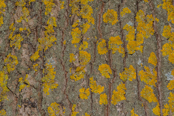 Tree bark with moss close up. Old wood tree bark texture with yellow moss. Soft selective focus.
