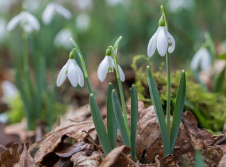 snowdrops