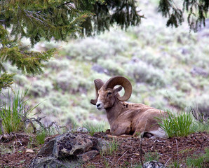 BIG HORN SHEEP