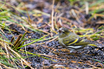 Siskin Feeding
