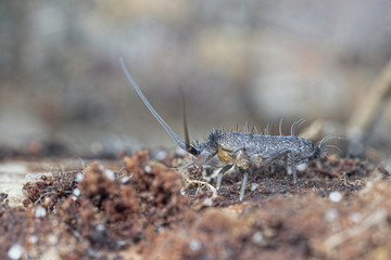 Elongate-bodied Springtail