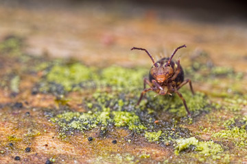 Springtail Kiss