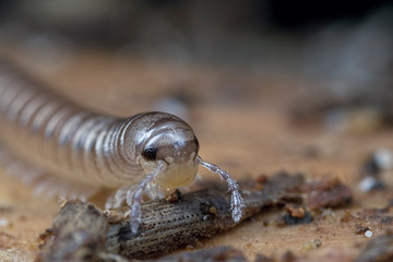 Millipede