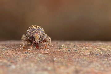 Weevil
