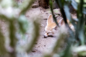 fuchs schläft in schatten