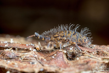 Entomobryomorpha