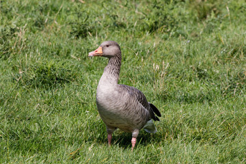 Einzelne Gans auf der Wiese beobachtet den Fotografen