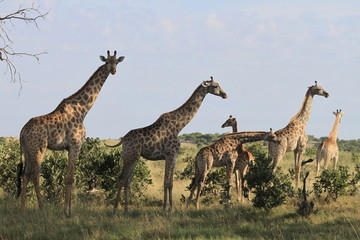Famille de girafes dans les acacias