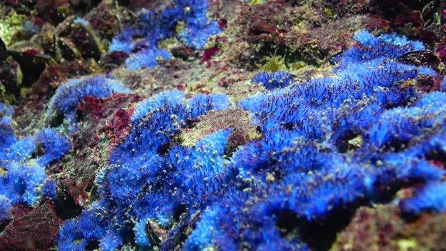 Fauna of the Black Sea. Blue sea sponges (Spongia) on the coastal cliffs in Bulgaria.