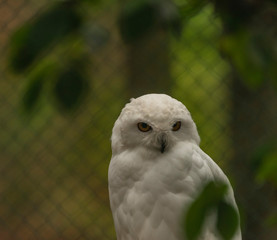 Obraz premium White owl with yellow eyes in autumn cloudy day in Germany
