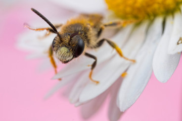 Minor Bee on a Daisy Flower