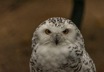 Fototapeta premium White owl with yellow eyes in autumn cloudy day in Germany