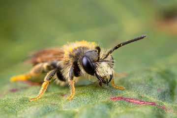 Solitary bee on a leaf